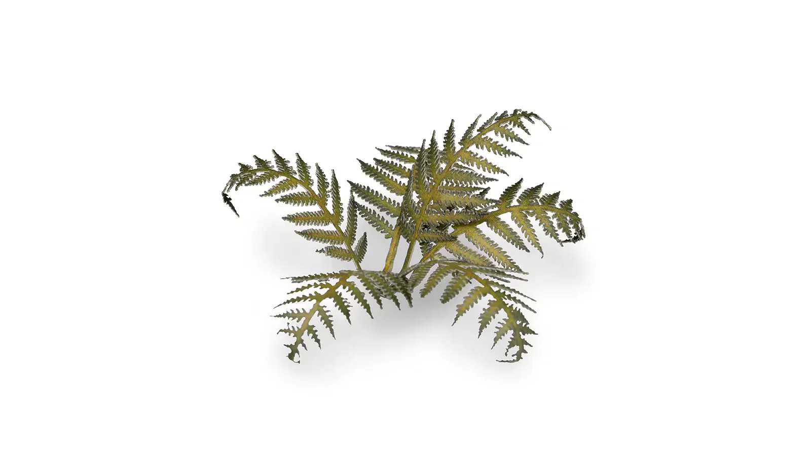 Laser Plants - Bracken - Image 2