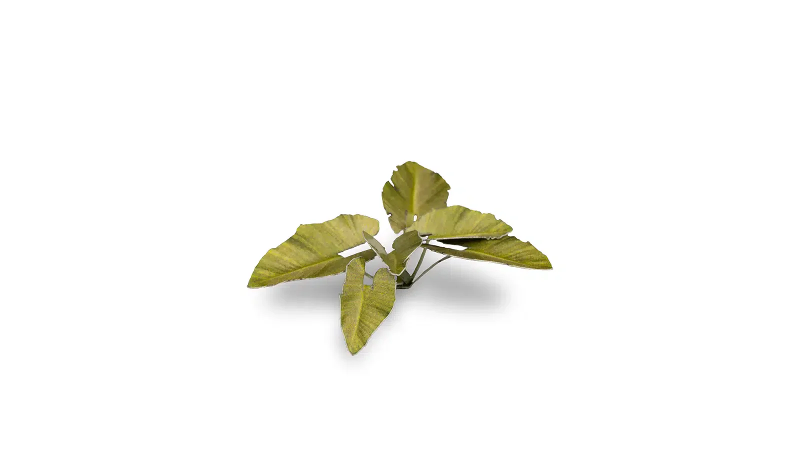 Laser Plants - Elephant Ear - Image 2