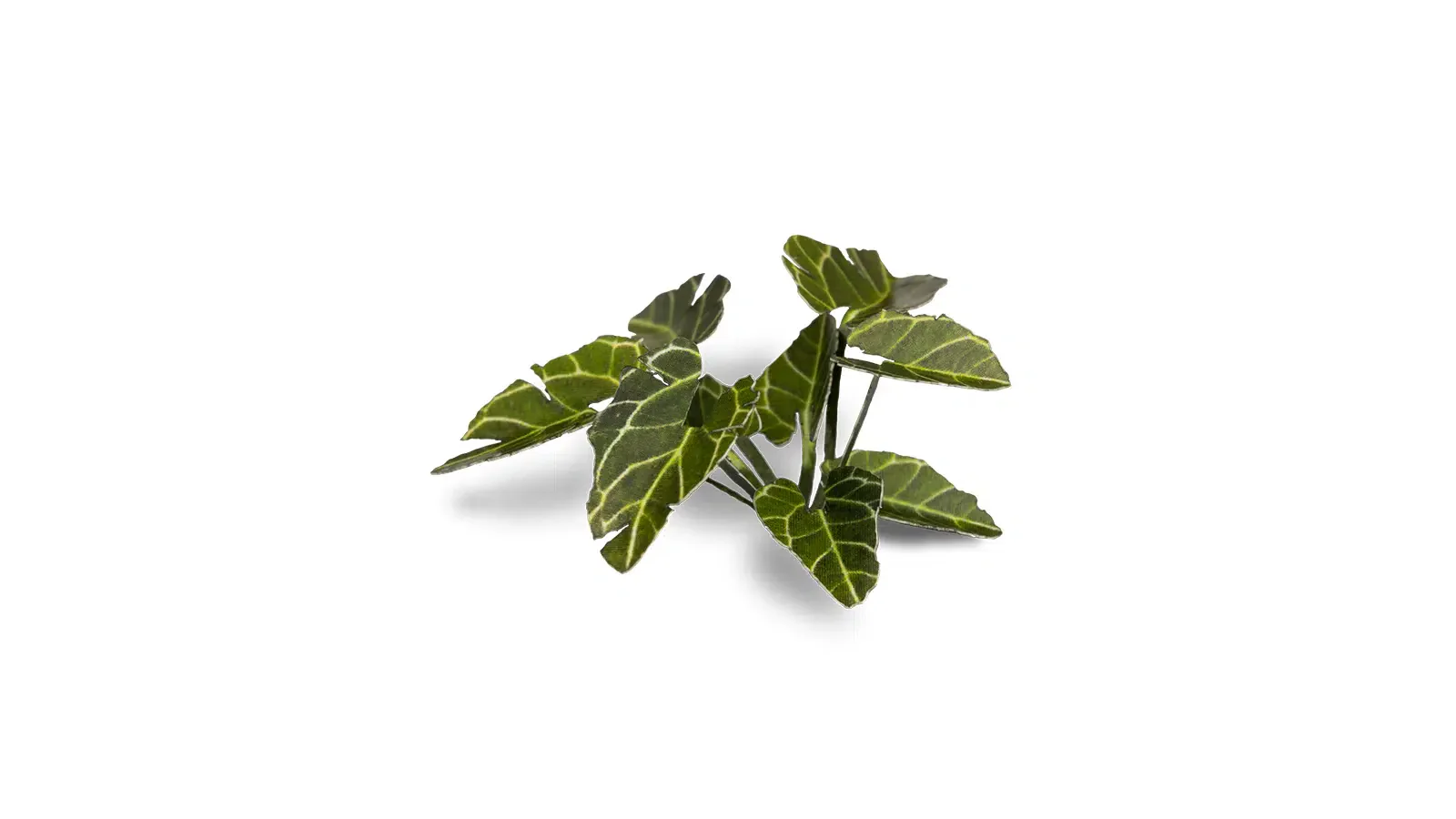 Laser Plants - Elephant Ear - Image 3