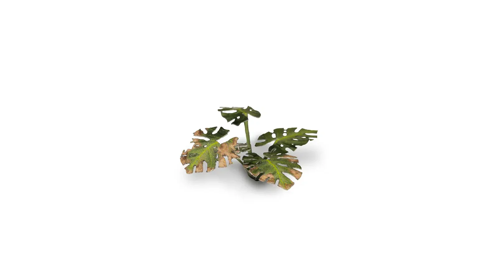 Laser Plants - Monstera - Image 2