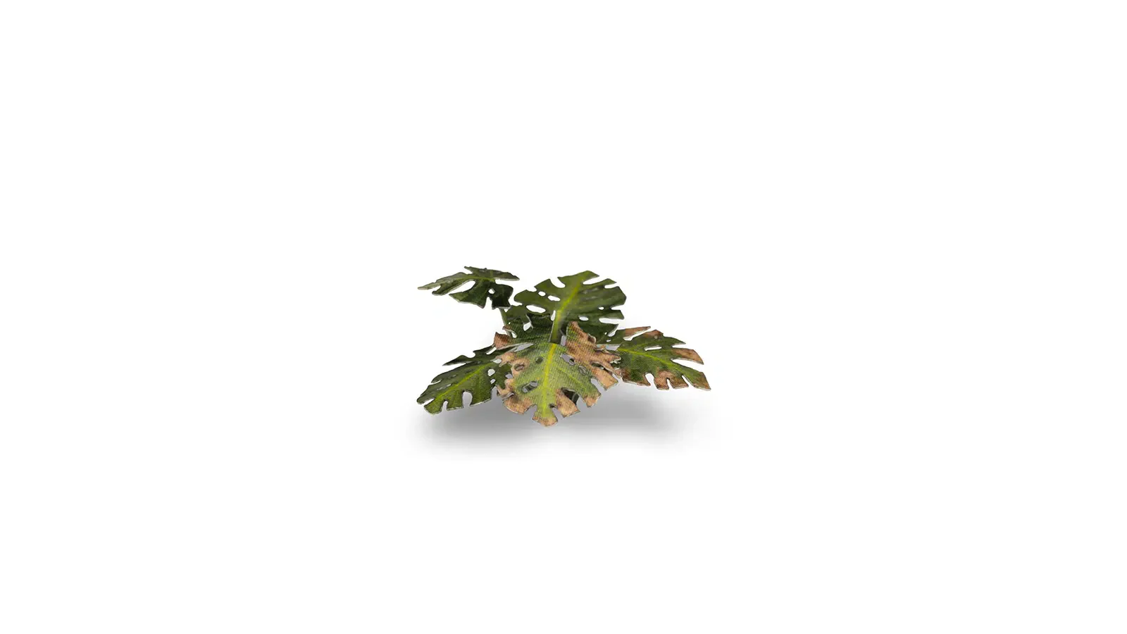 Laser Plants - Monstera - Image 3